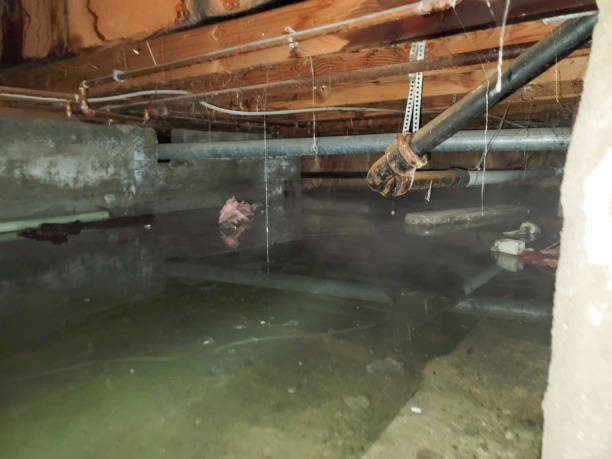 Water damage restoration mold remediation in FL