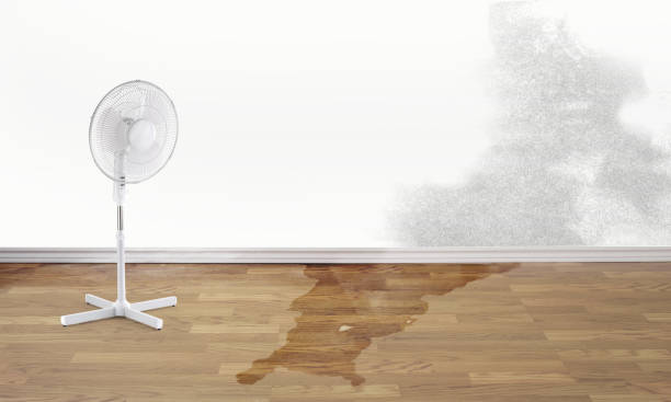 Best Ceiling water damage repair  in Washington Park, FL